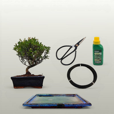 Yorkshire Bonsai Brush Cherry Bonsai Tree In 15Cm Pot Semi-Shaped 3 Piece Starter Kit Drip Tray from B&Q