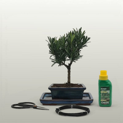 Yorkshire Bonsai Buddhist Pine (Podocarpus Micro) Bonsai Tree Broom In 15Cm Pot 3 Piece Starter Kit Drip Tray from B&Q