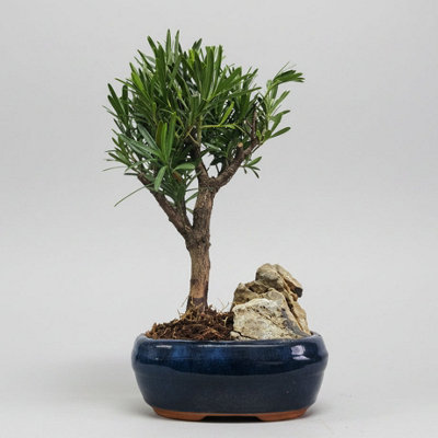 Yorkshire Bonsai Buddhist Pine (Podocarpus Micro) Bonsai Tree Broom In 16Cm Pot With Rock from B&Q