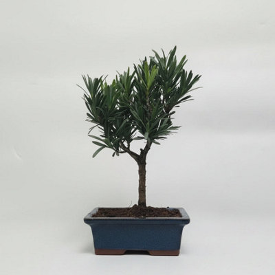 Yorkshire Bonsai Buddhist Pine (Podocarpus Micro) Bonsai Tree Broom In 20Cm Pot from B&Q
