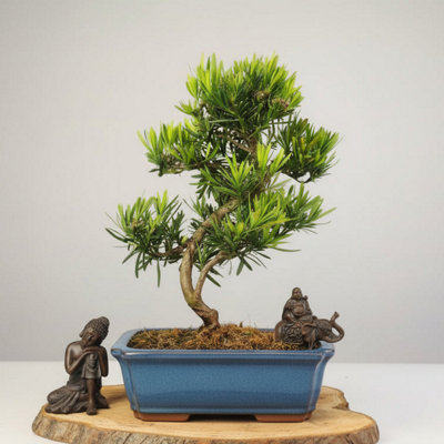 Yorkshire Bonsai Buddhist Pine (Podocarpus Micro) Bonsai Tree Shaped In 30Cm Pot from B&Q
