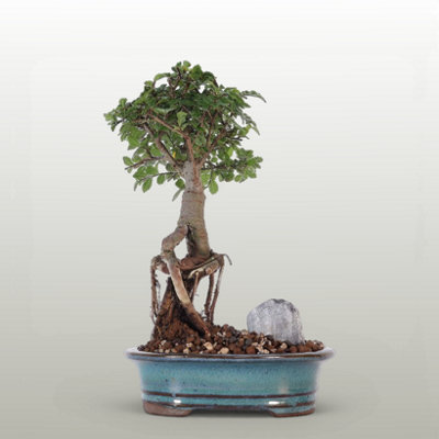 Yorkshire Bonsai Chinese Elm (Ulmus Parvifolia) Bonsai Tree Broom In 16Cm Pot Great Gift Black Rectangle Pot... from B&Q