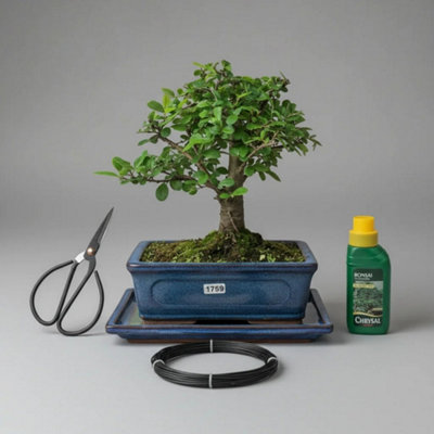 Yorkshire Bonsai Chinese Elm Bonsai Tree In 20Cm Broom 3 Piece Starter Kit Drip Tray from B&Q