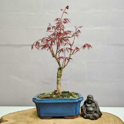  - Yorkshire Bonsai Chinese Maple (Acer) Bonsai Tree Red Maple Informal Upright In 20Cm Pot