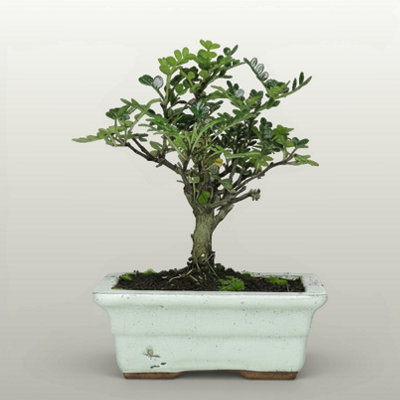 Yorkshire Bonsai Chinese Pepper (Zanthoxylum Pipertum) Bonsai Tree Broom In 20Cm Pot from B&Q