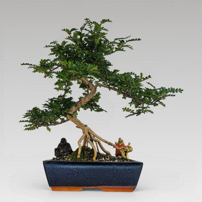 Yorkshire Bonsai Chinese Pepper (Zanthoxylum Pipertum) Bonsai Tree Shaped In 30Cm Pot from B&Q