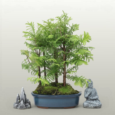 Yorkshire Bonsai Dawn Redwood (Metasequoia) Bonsai Tree Forest Informal Upright In 20Cm Pot from B&Q