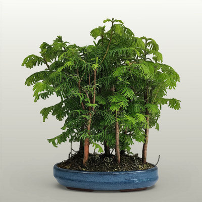 Yorkshire Bonsai Dawn Redwood (Metasequoia) Bonsai Tree Forest Upright Style In 25Cm Pot from B&Q
