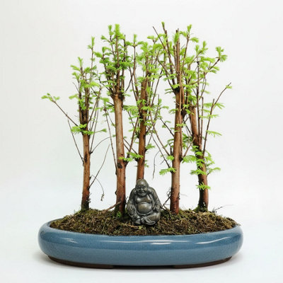 Yorkshire Bonsai Dawn Redwood (Metasequoia) Bonsai Tree Forest Upright In 35Cm Pot from B&Q