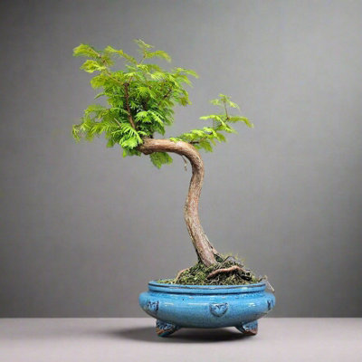 Yorkshire Bonsai Dawn Redwood (Metasequoia) Bonsai Tree Shaped In 25Cm Pot from B&Q