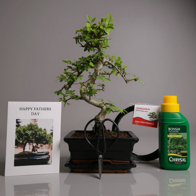 Yorkshire Bonsai Father's Day Bonsai Starter Bundle Chinese Elm (Ulmus Parvifolia) Shaped Tree from B&Q