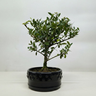 Yorkshire Bonsai Japanese Holly (Ilex Crenata) Bonsai Tree Broom In 12Cm Pot from B&Q