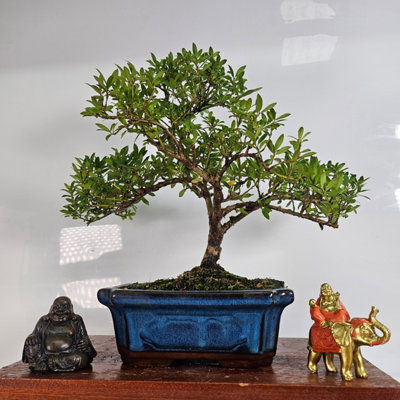 Yorkshire Bonsai Japanese Holly (Ilex Crenata) Bonsai Tree Shaped In 25Cm Pot from B&Q