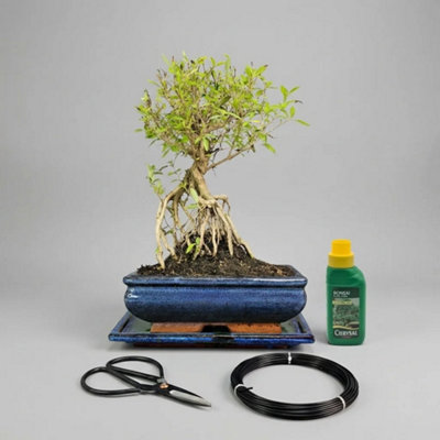 Yorkshire Bonsai Snow Rose (Serissa) Bonsai Tree In 20Cm Pot Broom 3 Piece Starter Kit Drip Tray from B&Q