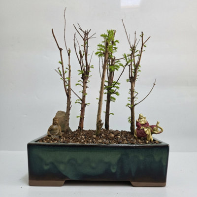Yorkshire Bonsai Dawn Redwood (Metasequoia) Premium Bonsai Forest Bundle Upright In 32Cm Pot 5316 from B&Q