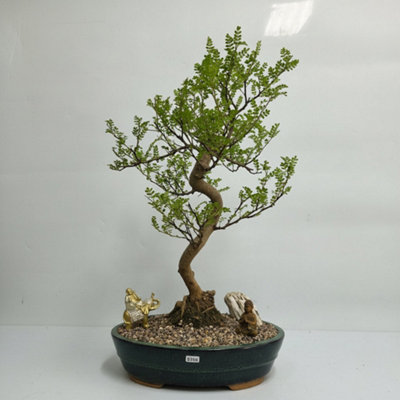 Yorkshire Bonsai Chinese Pepper (Zanthoxylum Pipertum) Premium Bonsai Tree Bundle Shaped In 31Cm Pot 5356 from B&Q