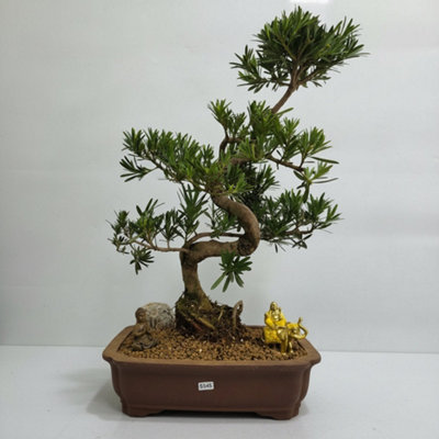 Yorkshire Bonsai Buddhist Pine (Podocarpus Micro) Premium Bonsai Tree Bundle Shaped In 31Cm Pot 5345 from B&Q