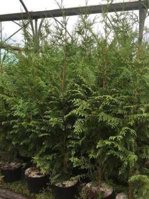 Direct Plants Thuja Plicata Gelderland Western Red Cedar Conifer Tree Large 4-5Ft Tall Supplied In A 5 Litre Pot from B&Q