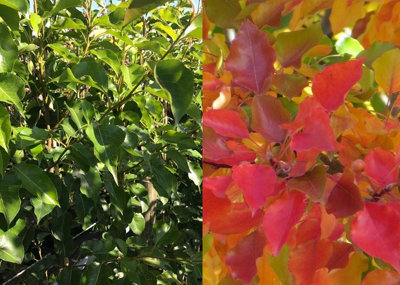 B&Q -  Pyrus Chanticleer Ornamental Pear Tree 5-6Ft Supplied In A 7.5 Litre Pot