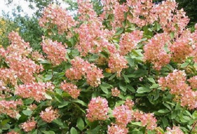 Direct Plants Hydrangea Paniculata Diamond Garden Shrubs Pack Of 3 Pink