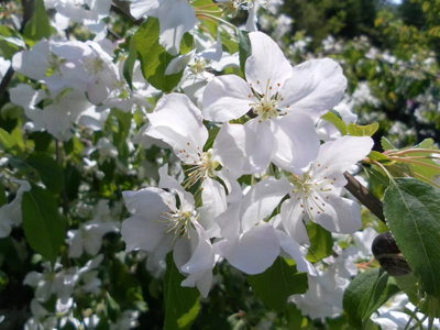 Direct Plants Malus John Downie Crab Apple Fruit Tree 5Ft Tall Supplied In A 7.5 Litre Pot from B&Q