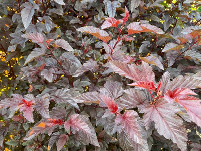 Direct Plants Physocarpus Lady In Red Shrub 5Ft Tall Extra Large In A 7.5 Litre Pot from B&Q