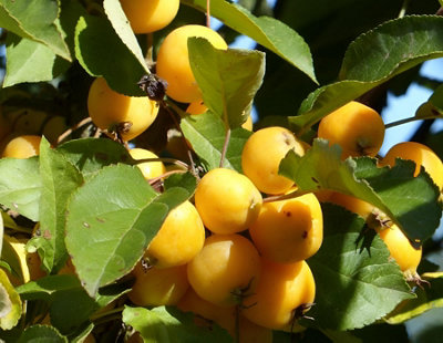 B&Q -  Malus Butterball Crab Apple Fruit Tree 6Ft Tall Supplied In A Pot