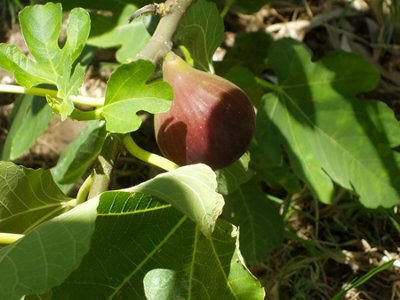 Direct Plants 3Ft Tall Patio Ficus Little Mis Figgy Fig Tree Fruit Plant Supplied In A 3 Litre Pot from B&Q
