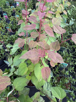 B&Q -  Cercidiphyllum Japonicum Katsura Tree Large In A 3 Litre Pot