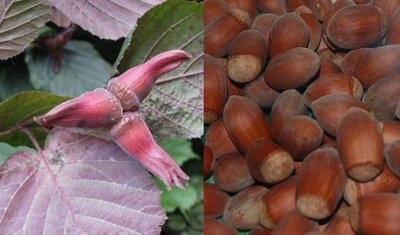 B&Q -  Large Corylus Purpurea Purple Filbert Nut Tree In A 3 Litre Pot