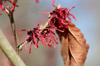 Witch Hazel Hamamelis Ruby Glow Shrub 4-5Ft Extra Large In A 7.5 Litre Pot By Direct Plants from B&Q