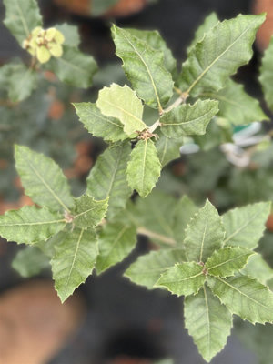 B&Q -  Evergeen Oak Tree Large Quercus Ilex 50-70Cm In A 5 Litre Pot