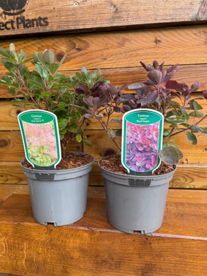 2 Mixed Large Cotinus Smoke Bush Shrubs In 2/3 Litre Pots By Direct Plants from B&Q