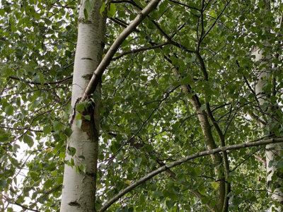 Direct Plants Large Betula Pendula Silver Birch Tree 5-6Ft Tall In 7.5L Pot Elegant White Bark from B&Q