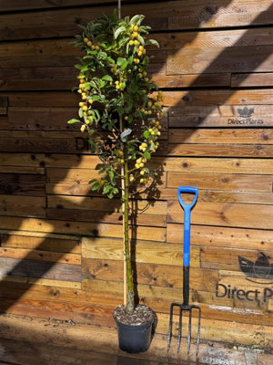 Direct Plants Malus X Zumi Golden Hornet Crab Apple Tree 5-6Ft In A 7.5 Litre Pot from B&Q