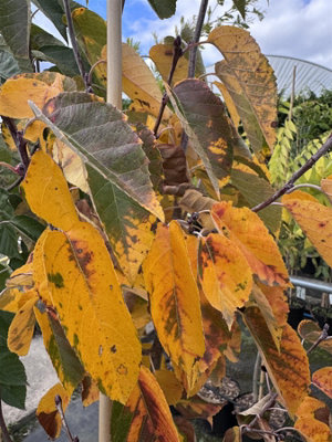 Direct Plants Malus Tschonoskii Columnar Crab Apple Tree 5-6Ft In A 7.5 Litre Pot from B&Q