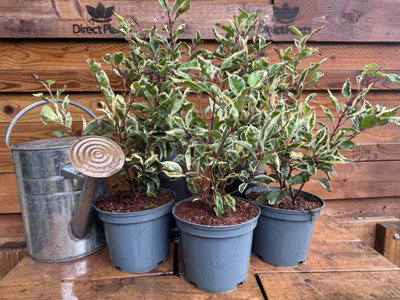 B&Q - 5X Large Variegated Portuguese Laurel Hedging Trees In 3 Litre Pots By 