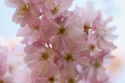 B&Q - Prunus Amanogawa Flagpole Flowering Cherry Tree 6Ft In A 7.5 Litre Pot By 
