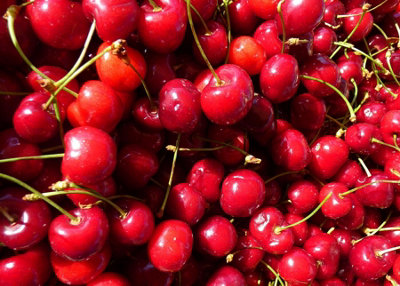 Stella Cherry Fruit Tree 5-6Ft Tree In A 7.5 Litre Pot By Direct Plants from B&Q