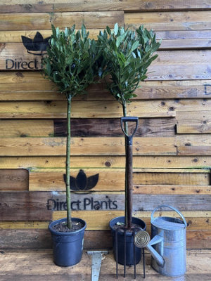 Extra Large Laurus Nobilis Lollipop Standard Bay Tree 5Ft Tall By Direct Plants from B&Q