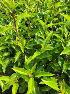 B&Q - 5X Portuguese Laurel Hedging Trees In Pots By 