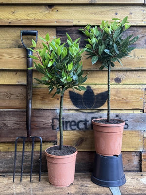 2X Laurus Nobilis Lollipop Standard Bay Trees 75-80Cm Tall By Direct Plants from B&Q