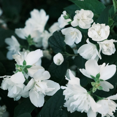 3 Large Philadelphus Virginal Mock Orange Shrubs In 3 Litre Pots By Direct Plants from B&Q