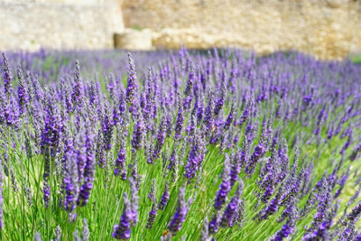 The Mixed Lavender Selection Established In Large 2/3 Litre Pots By Direct Plants Pack Of 6 from B&Q
