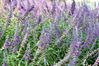 The Mixed Salvia Selection Established In Large 2/3 Litre Pots By Direct Plants Pack Of 18 from B&Q