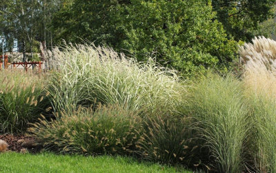 Direct Plants The Hardy Ornamental Grass Selection Mix Large Mature Plants Supplied In 2/3 Litre PotsPack Of 6 from B&Q