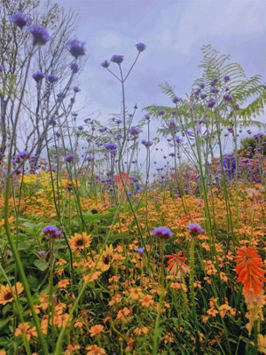 The Prairie Style Border Selection Established In Large 3 Litre Pots By Direct Plants Pack Of 12 from B&Q