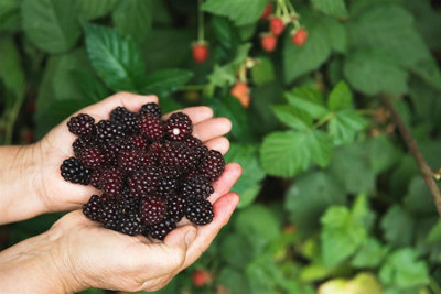 6X Mixed Potted Thornless Blackberry Fruit Plants 6 Varieties In 2 Litre Pots By Direct Plants from B&Q