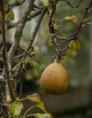 Direct Plants Buerre Pear Hardy Fruit Tree125Cm-150Cm TallSupplied In A 7.5 Litre Pot from B&Q