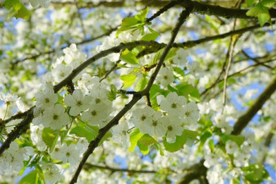 Direct Plants Prunus Brilliant White Flowering Cherry TreeGarden & Patio Ready100-120Cm TallSupplied In A 7.5 Litre Pot from B&Q